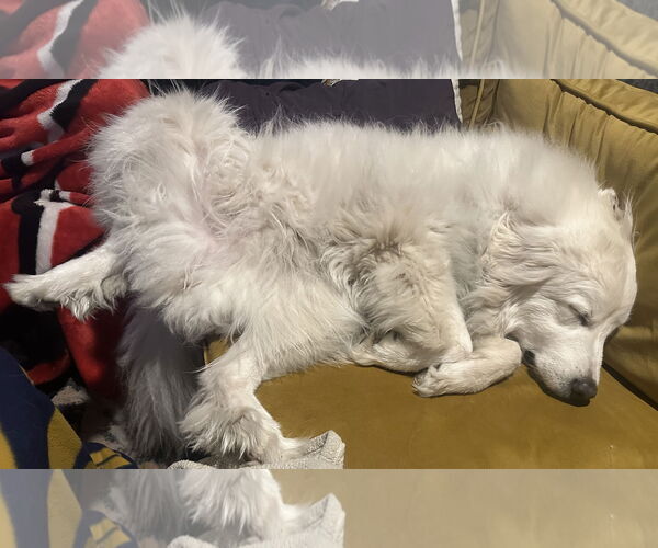 Medium Photo #21 Great Pyrenees Puppy For Sale in Spring, TX, USA