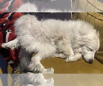 Small #20 Great Pyrenees