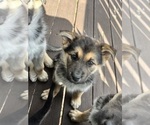 Puppy Asher Alaskan Husky-German Shepherd Dog Mix