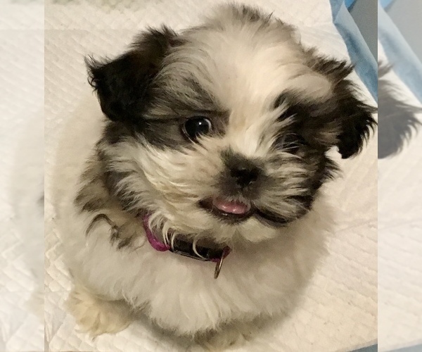 Medium Photo #1 Shih Tzu Puppy For Sale in KETTLE FALLS, WA, USA