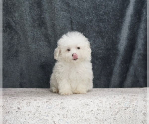 Medium Photo #2 Poodle (Toy)-Yorkshire Terrier Mix Puppy For Sale in WARSAW, IN, USA