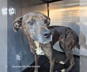 Plott Hound-Unknown Mix Dogs for adoption in San Antonio, TX, USA