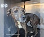 Small Plott Hound Mix