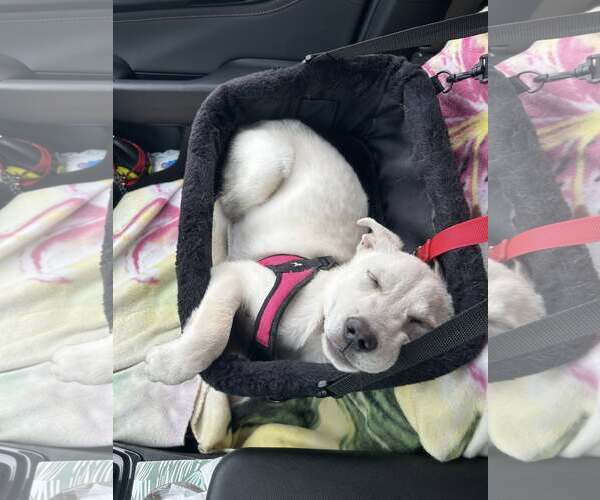 Medium Photo #4 Mutt Puppy For Sale in Woodbury, NY, USA