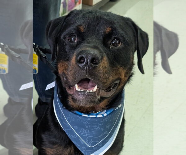 Medium Photo #1 Rottweiler Puppy For Sale in Hillsboro, NH, USA
