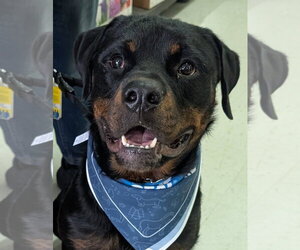 Yogi - Male Rottweiler Dog for Adoption