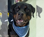 Yogi - Male Rottweiler Dog for Adoption - Small photo