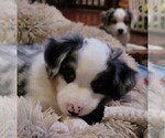 Small Photo #5 Miniature American Shepherd Puppy For Sale in BELLA VISTA, AR, USA