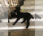 Small Photo #1 Goldendoodle Puppy For Sale in EDMOND, OK, USA