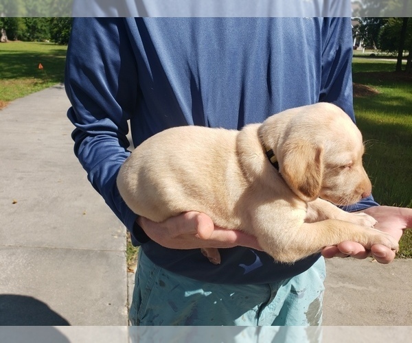Medium Photo #11 Labrador Retriever Puppy For Sale in CORDELE, GA, USA