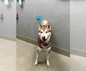 Siberian Husky-Unknown Mix Dogs for adoption in Las Vegas, NV, USA