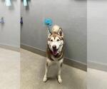 MANGO - Male Siberian Husky-Unknown Mix Dog for Adoption - Small photo