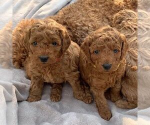 Goldendoodle Puppy for sale in EMPIRE STATE, NY, USA