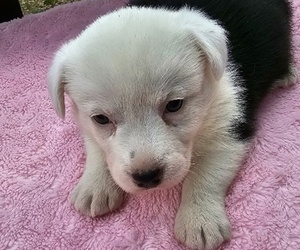 Cardigan Welsh Corgi Puppy for sale in ASHVILLE, AL, USA