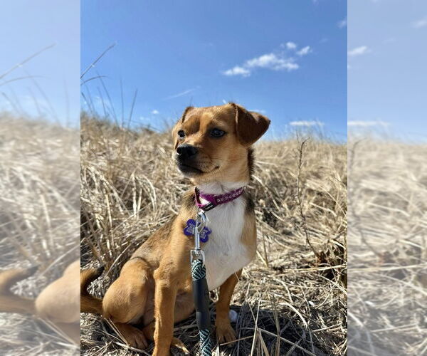 Medium Photo #11 Chihuahua Puppy For Sale in Oak Bluffs, MA, USA