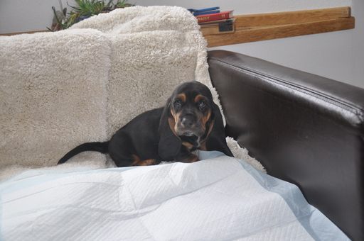 Medium Photo #7 Basset Hound Puppy For Sale in DEER VALLEY, UT, USA