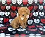 Small #8 Cavapoo (Miniature)