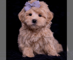 Puppy Muffin Maltipoo (Miniature)