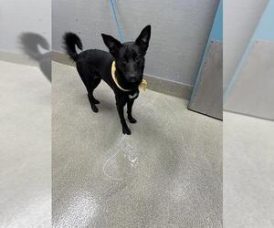 Australian Shepherd-Unknown Mix Dogs for adoption in Las Vegas, NV, USA