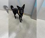 KIMCHI - Female Australian Shepherd-Unknown Mix Dog for Adoption - Small photo