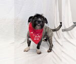 Small #2 Mutt
