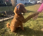 Small #1 Poodle (Standard)