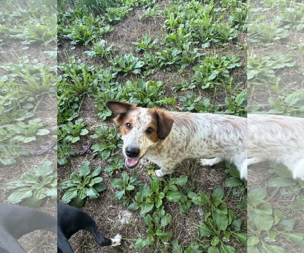Medium Photo #2 Colonial Cocker Spaniel-Unknown Mix Puppy For Sale in Overland Park, KS, USA