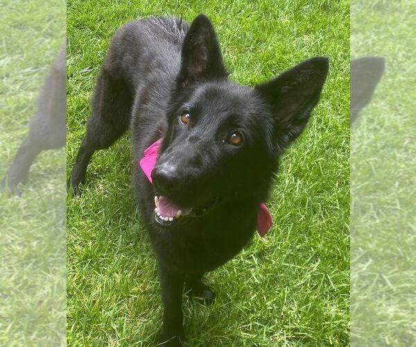 Medium Photo #3 German Shepherd Dog-Unknown Mix Puppy For Sale in San Jose, CA, USA