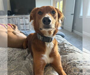 Border Collie-Unknown Mix Dogs for adoption in Chico, CA, USA