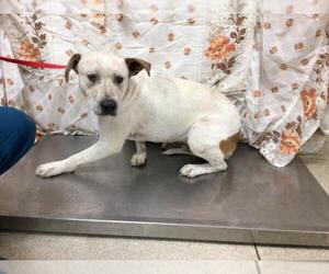 Mutt Dogs for adoption in Riverside, CA, USA