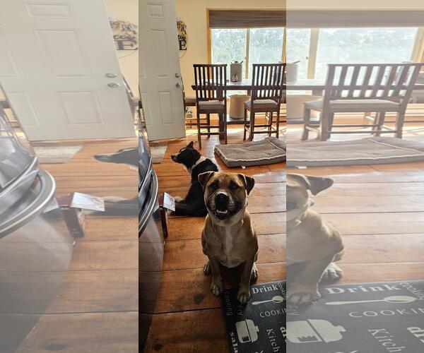 Medium Photo #3 Rottweiler-Unknown Mix Puppy For Sale in Incline Village, NV, USA