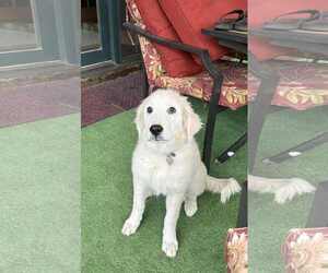 Great Pyrenees Dogs for adoption in Croydon, NH, USA