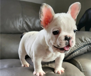 French Bulldog Puppy for sale in BLANDON, PA, USA