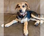 Small #2 Labrador Retriever Mix