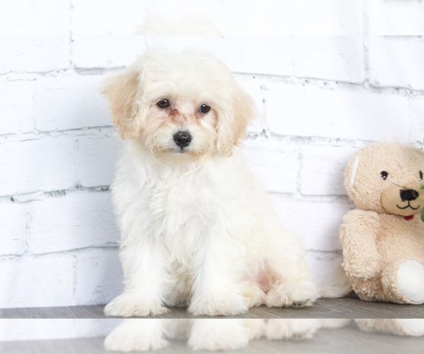 Full screen Photo #1 Cavapoo Puppy For Sale in RED LION, PA, USA
