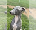 Small Photo #60 Italian Greyhound Puppy For Sale in SAINT GEORGE, UT, USA