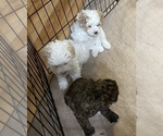 Small Photo #8 Poodle (Miniature) Puppy For Sale in GLOUCESTER, VA, USA