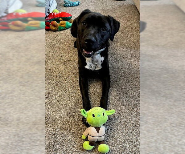 Medium Photo #18 Boxer-Brittany Mix Puppy For Sale in Rockaway, NJ, USA
