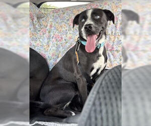 Blue Eyes - Female Border Collie Dog for Adoption - Photo #3