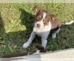 Small Photo #10 Shepradors Puppy For Sale in DETROIT, MI, USA