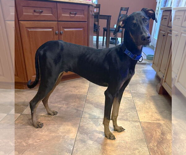 Medium Photo #4 Doberman Pinscher Puppy For Sale in Boonton, NJ, USA