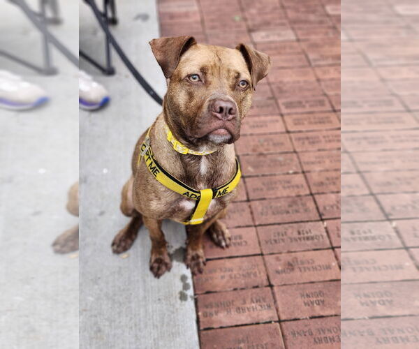 Medium Photo #13 Labrador Retriever-Unknown Mix Puppy For Sale in Atlanta, GA, USA