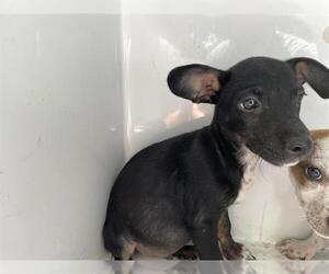 Chihuahua-Unknown Mix Dogs for adoption in Houston, TX, USA
