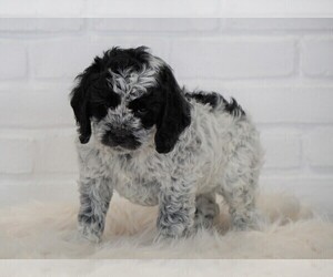 Cock-A-Poo Puppy for sale in FREDERICKSBG, OH, USA