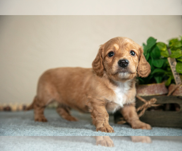 Medium Photo #1 Dachshund Puppy For Sale in NAPPANEE, IN, USA