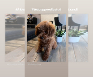 Poodle (Toy) Puppy for sale in ETIWANDA, CA, USA