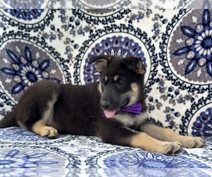 German Shepherd Dog Puppy for sale in LANCASTER, PA, USA