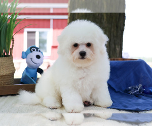 Bichon Frise Puppy for sale in SYRACUSE, IN, USA