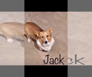 Father of the Pembroke Welsh Corgi puppies born on 12/19/2019