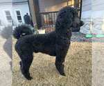 Small #2 Poodle (Standard)